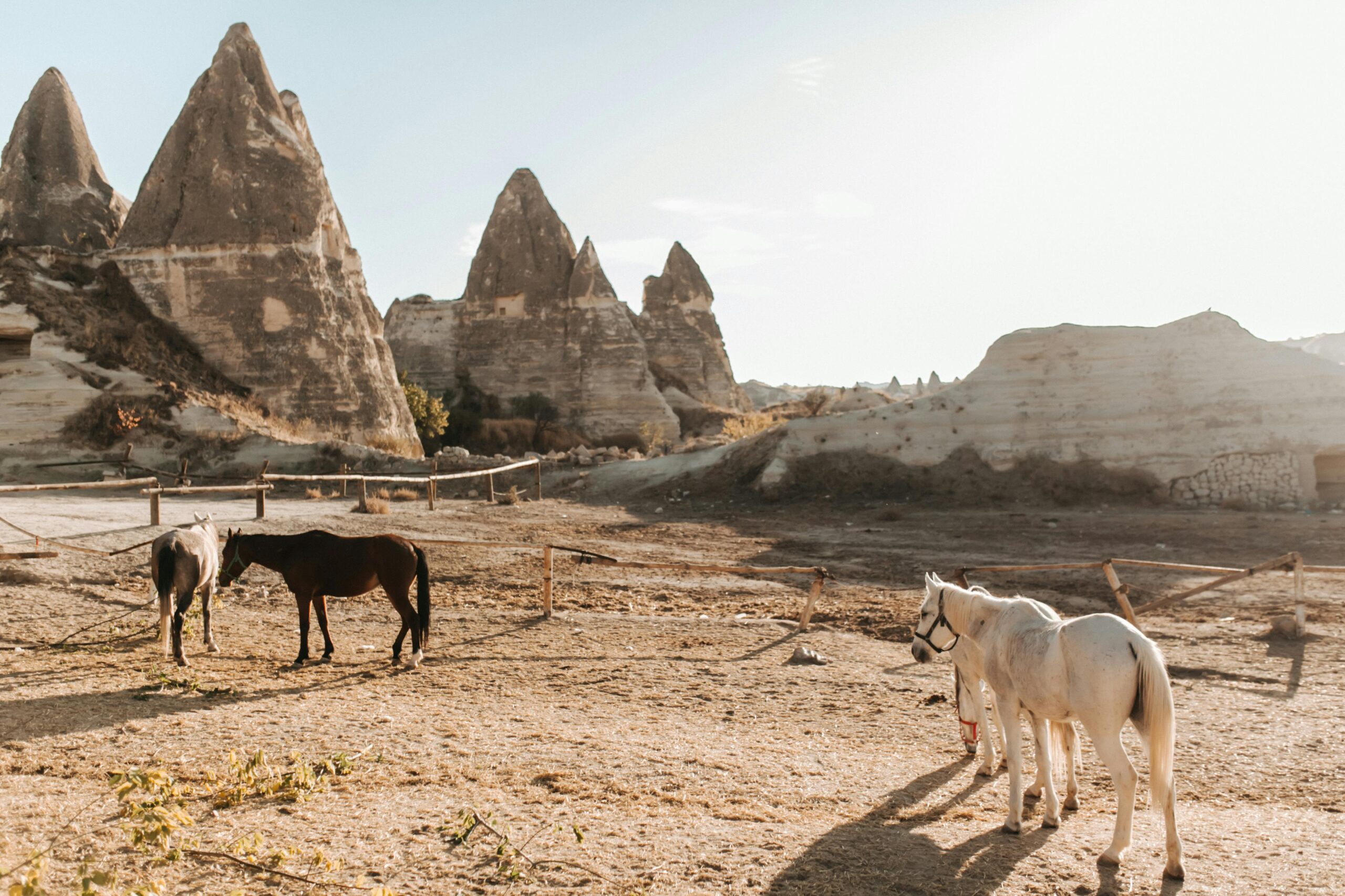 Services Horses grazing in the unique rock formations of Cappadocia, Turkey at sunset.